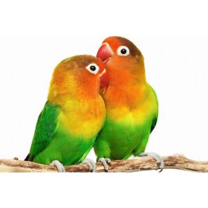 DNA Sexing (For 1-20 Birds)