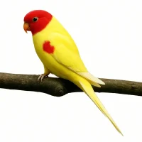 red_headed_parrot_web